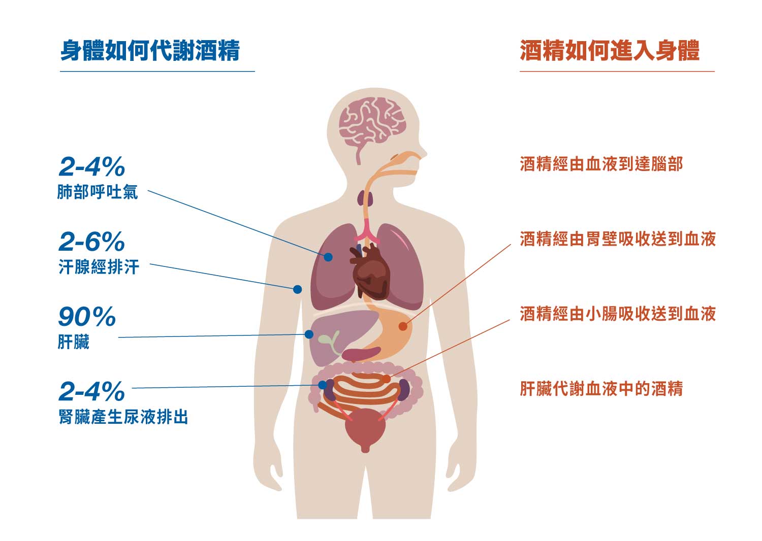 酒精代謝